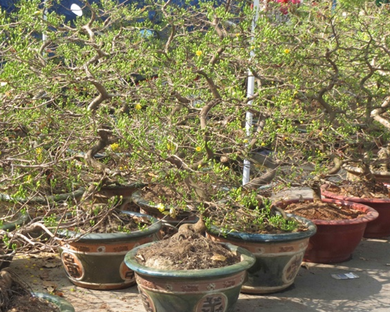 VƯỜN MAI VÀNG ( HOA MAI NGÀY TẾT)  BÌNH DƯƠNG -  CUNG CẤP CÂY MAI DỊP TẾT 2025 GIÁ RẺ